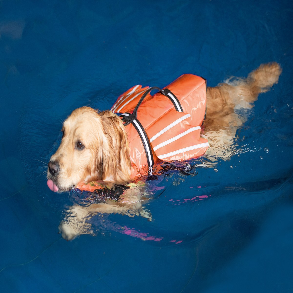 Hondenzwemvest met kinband Oxf - Life Jacket recensie en prijs